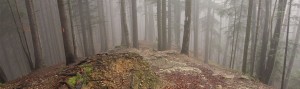 piatra-mare-forest