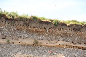 sand-martins