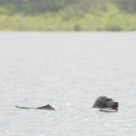 seal
