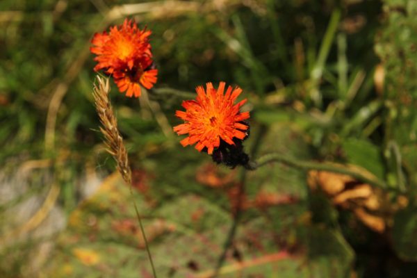 orange-hawkweed